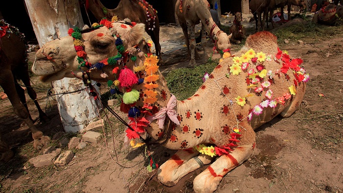  A camel for sale decorated with artificial flowers and henna patterns is seen at a makeshift cattle market before the Eid al-Adha festival in Peshawar, Pakistan. Photo: Fayaz Aziz/Reuters