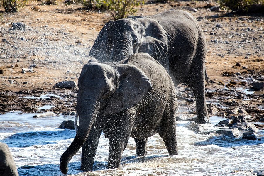 Elephants bathing in Etosha National Park, Namibia