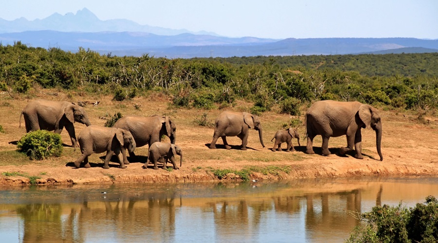 Total population of African elephants is estimated to be 415,000
