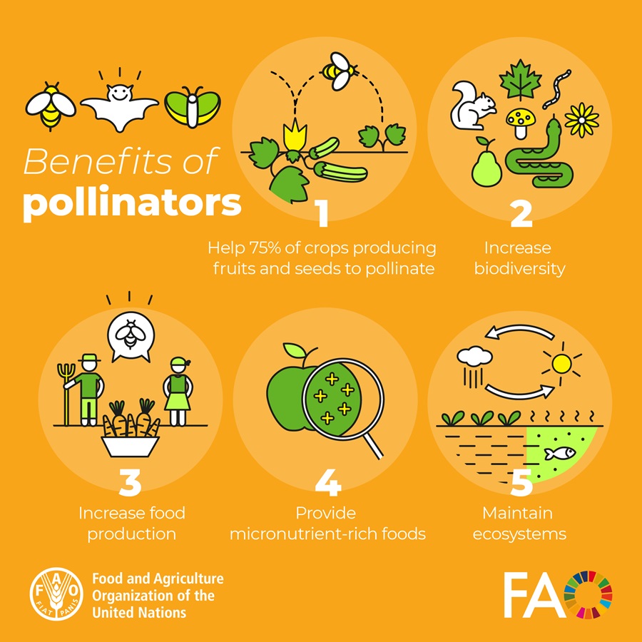 Benefits of pollinators