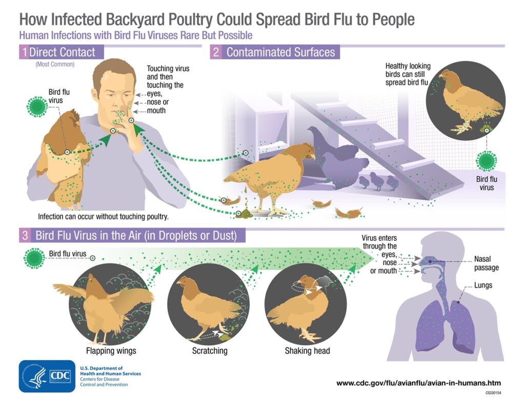 Bird Flu Transmission Infographic